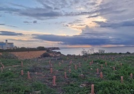 Repoblación realizada por la Generalitat en la microrreserva de La Glea, en Aguamarina.