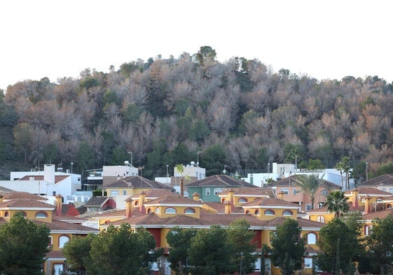 Árboles completamente secos cerca del núcleo urbano de Montepinar, en Murcia.