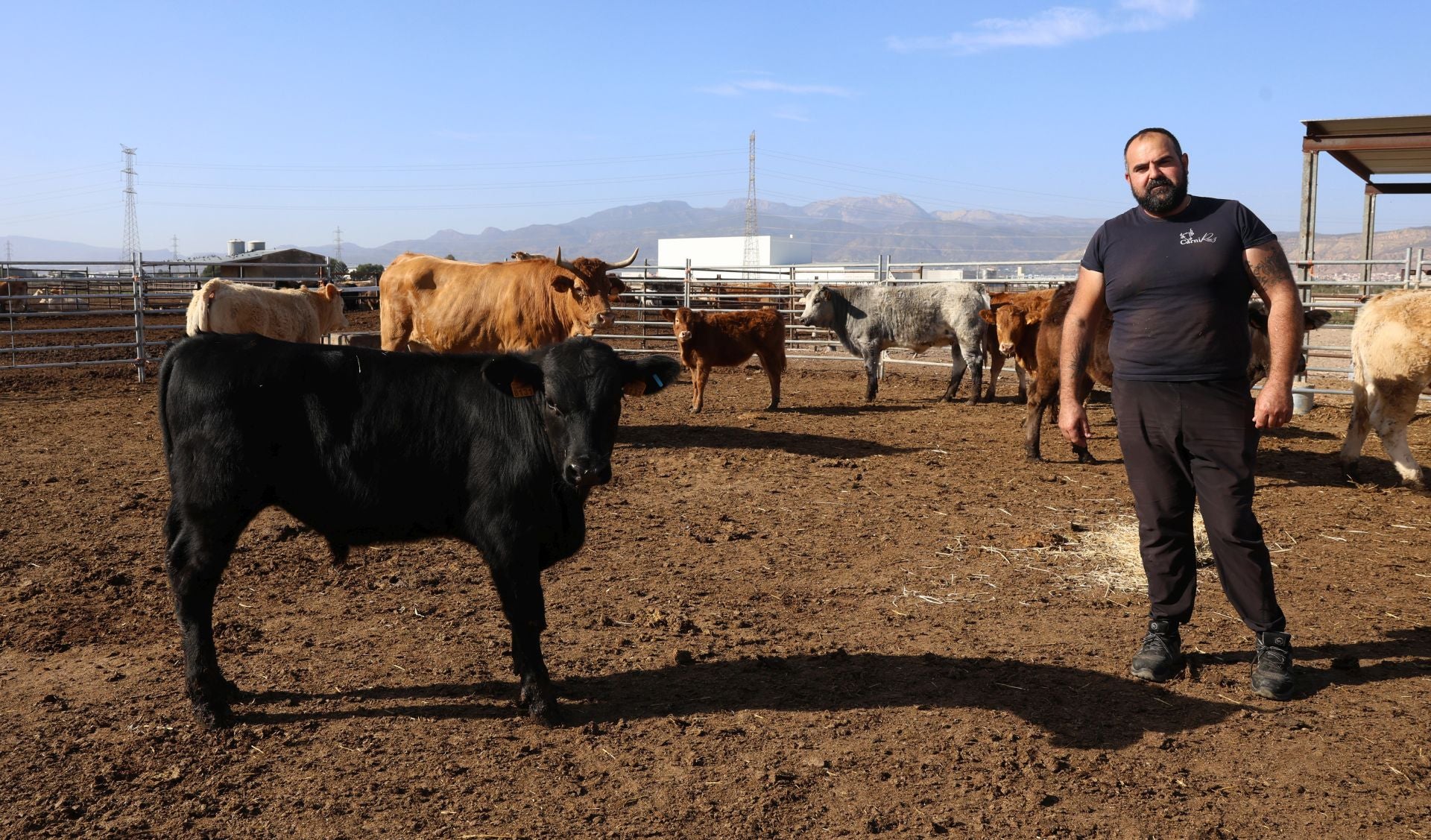 La finca de Cárnicas Ruiz en Librilla y sus &#039;angus murcianos&#039;, en imágenes