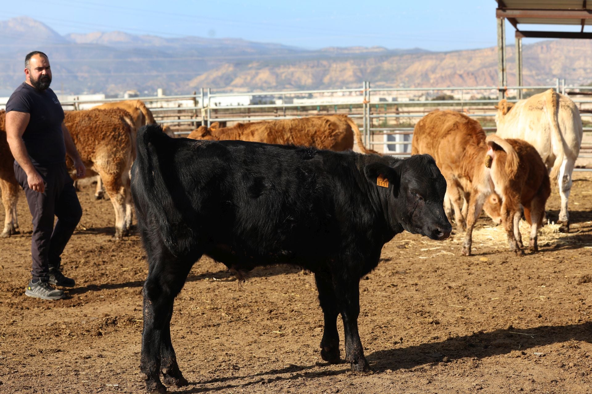 La finca de Cárnicas Ruiz en Librilla y sus &#039;angus murcianos&#039;, en imágenes