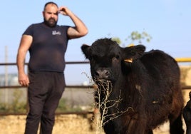 La finca de Cárnicas Ruiz en Librilla y sus 'angus murcianos', en imágenes