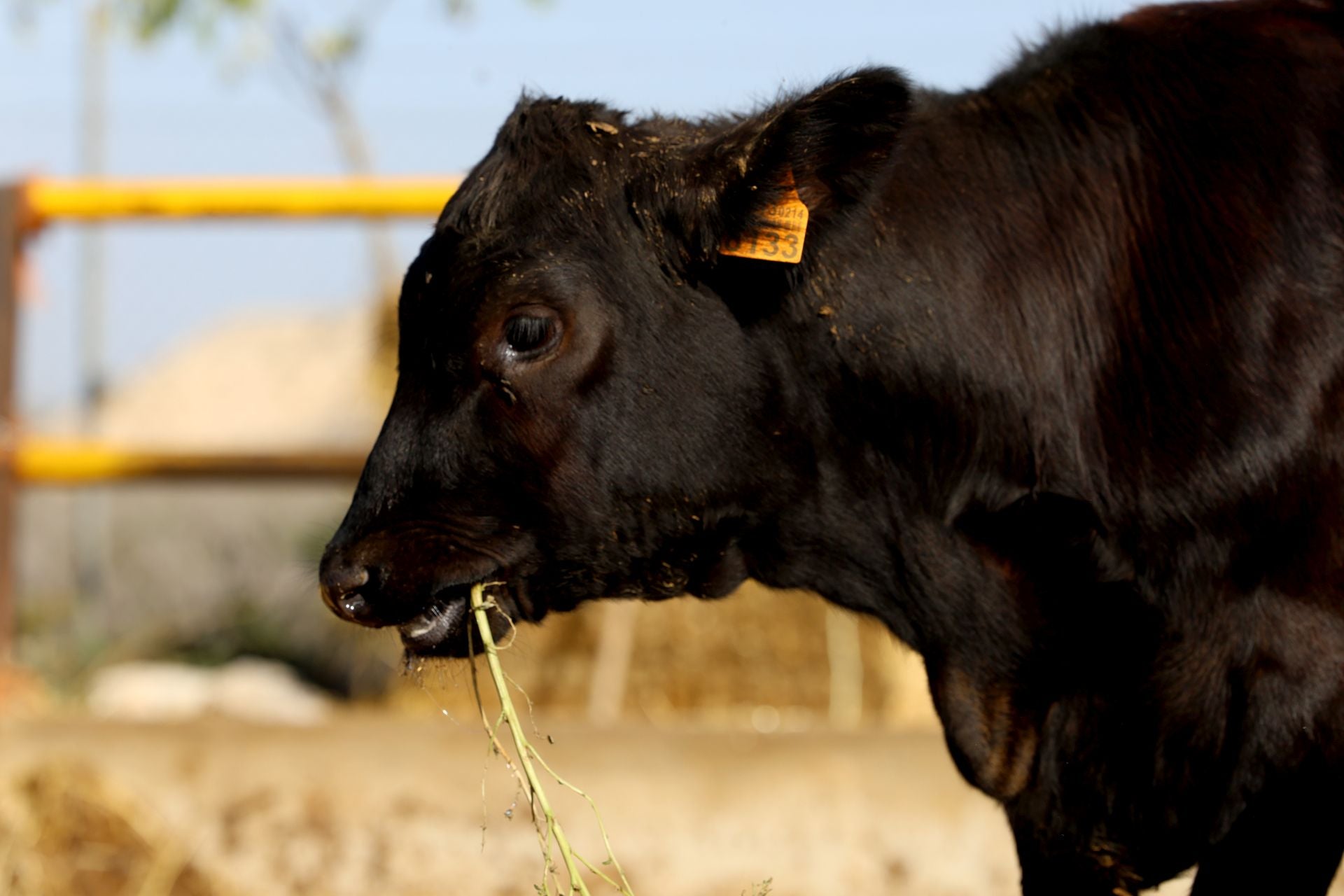 La finca de Cárnicas Ruiz en Librilla y sus &#039;angus murcianos&#039;, en imágenes