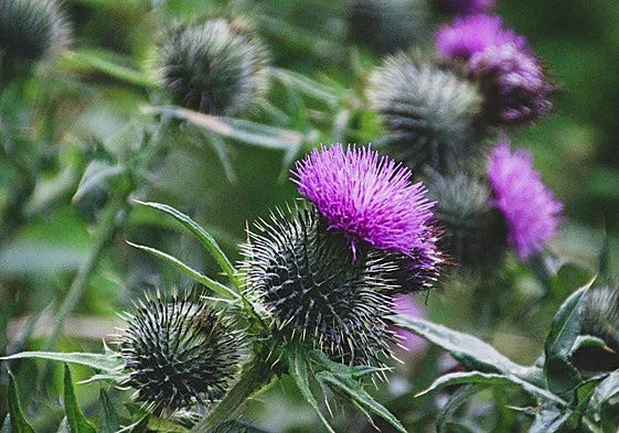 Flores de cardo.