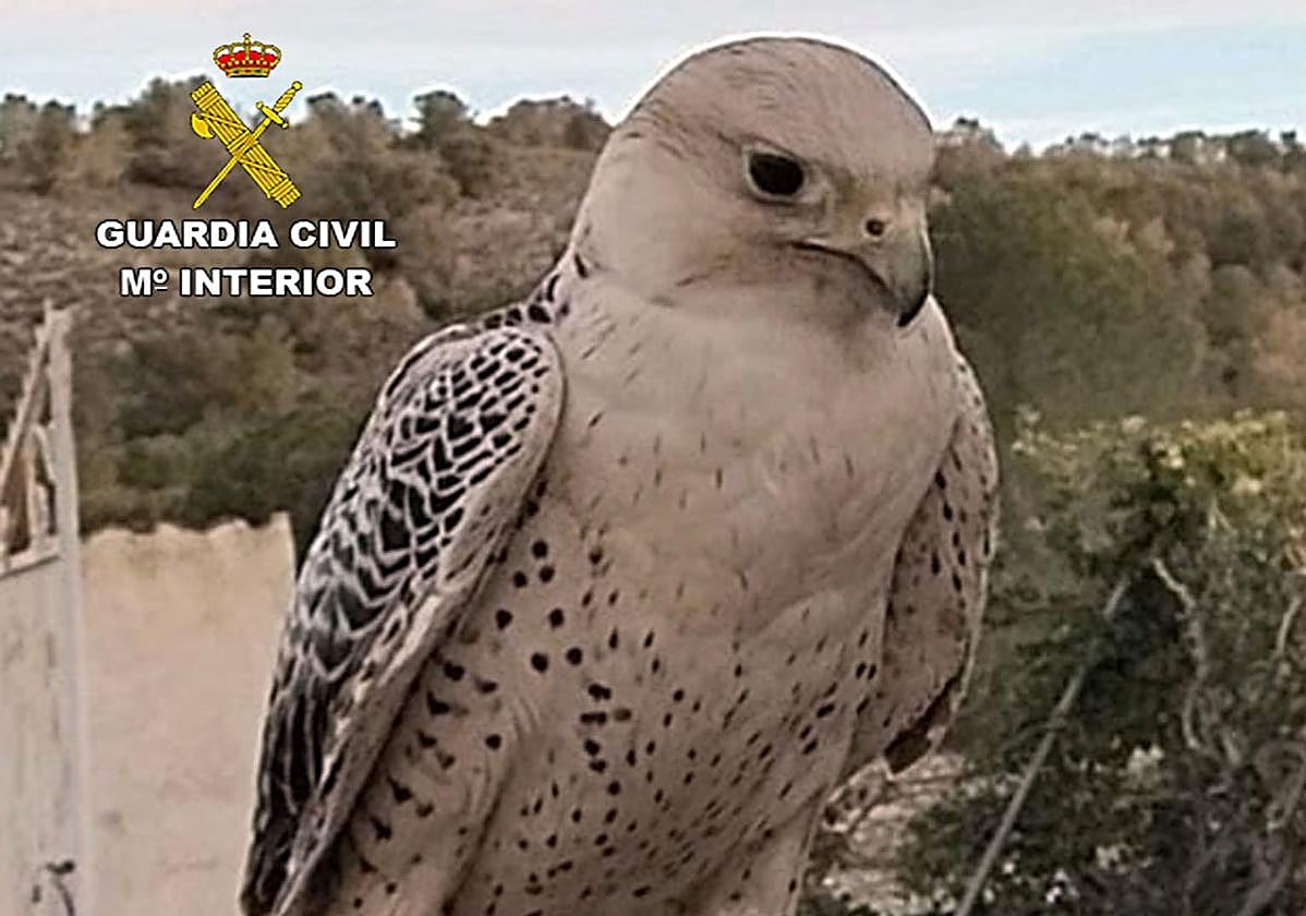 El halcón recuperado.