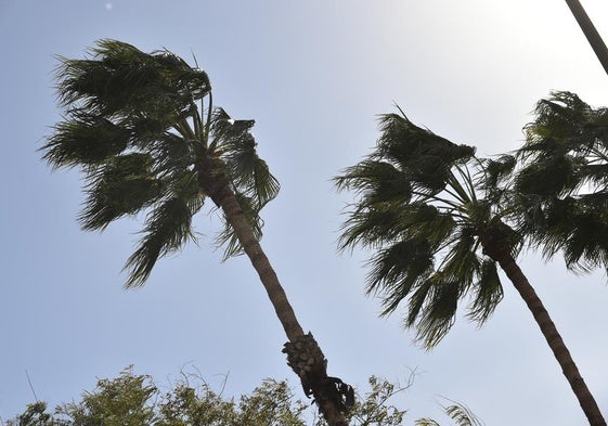 Palmeras sacudidas por el viento de la borrasca 'Herminia', este lunes, en Murcia.