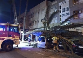 La palmera desplomada sobre varios coches en San Javier, este lunes.