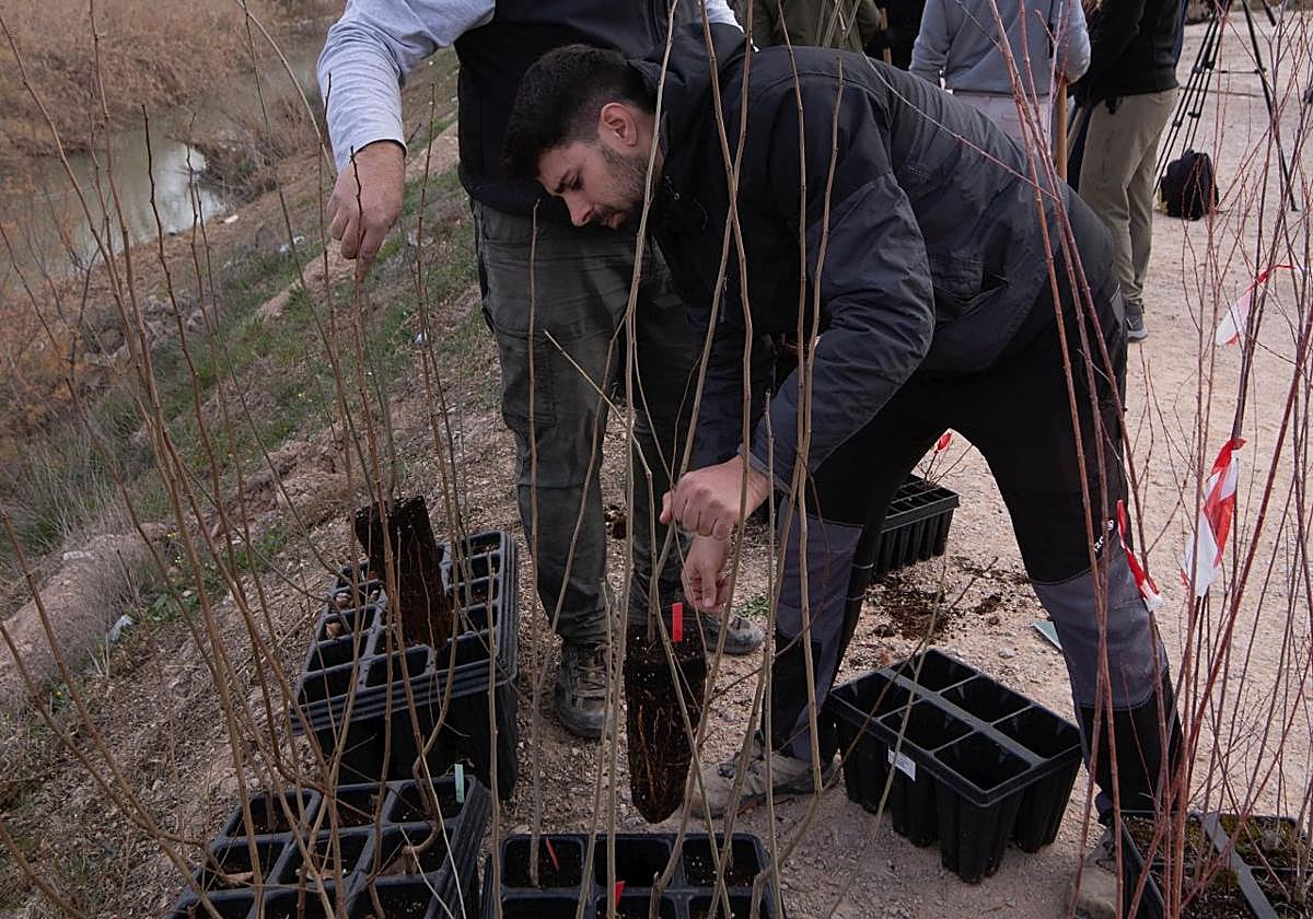 Plantones de los árboles que se verán en el río.