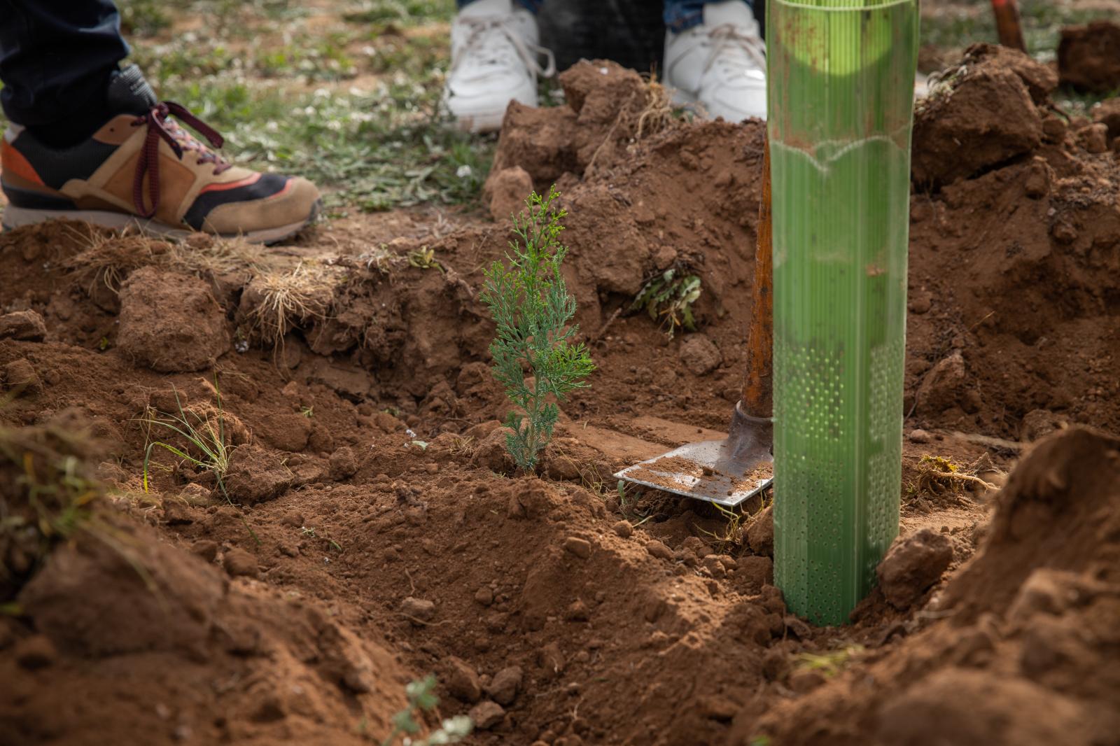 Las imágenes de la jornada de plantación por el Día del Árbol en Torrevieja
