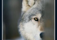 &#039;Lobisón&#039; (2012)