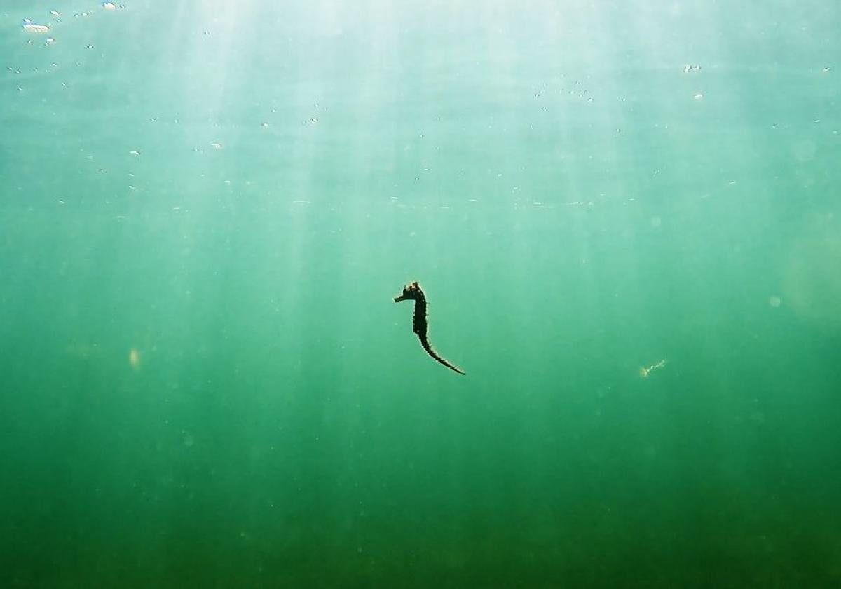 Un caballito de mar, en plena 'sopa verde', en uno de los fotogramas del documental.