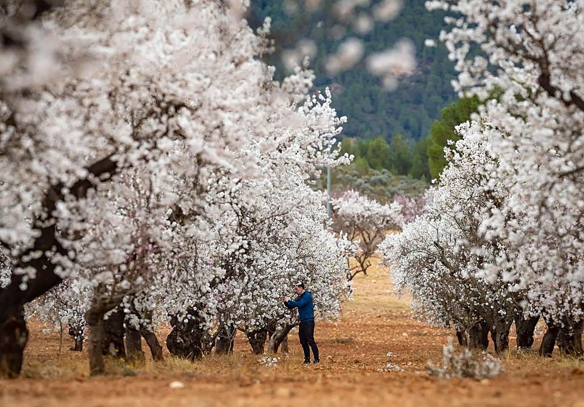 El espectáculo de la floración en Mula.