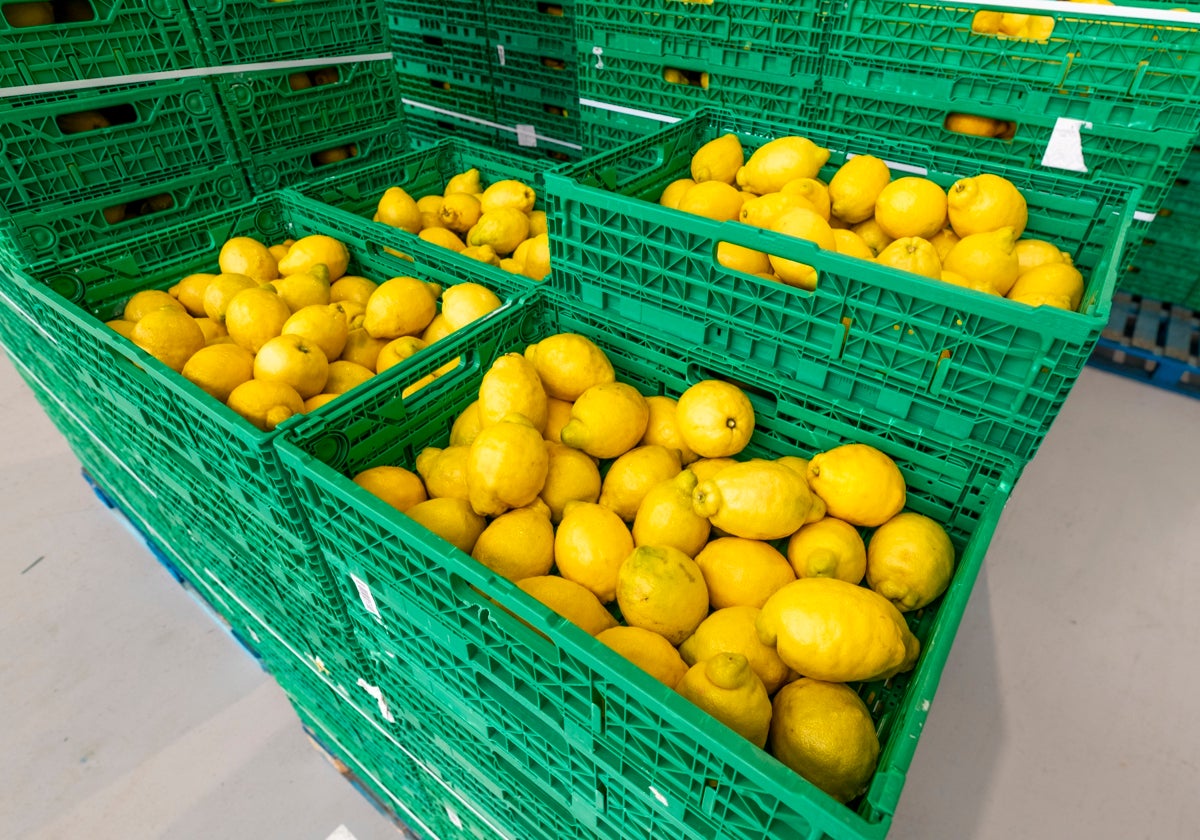 Comercialización de cítricos en una empresa de la Región de Murcia, en una imagen de archivo.