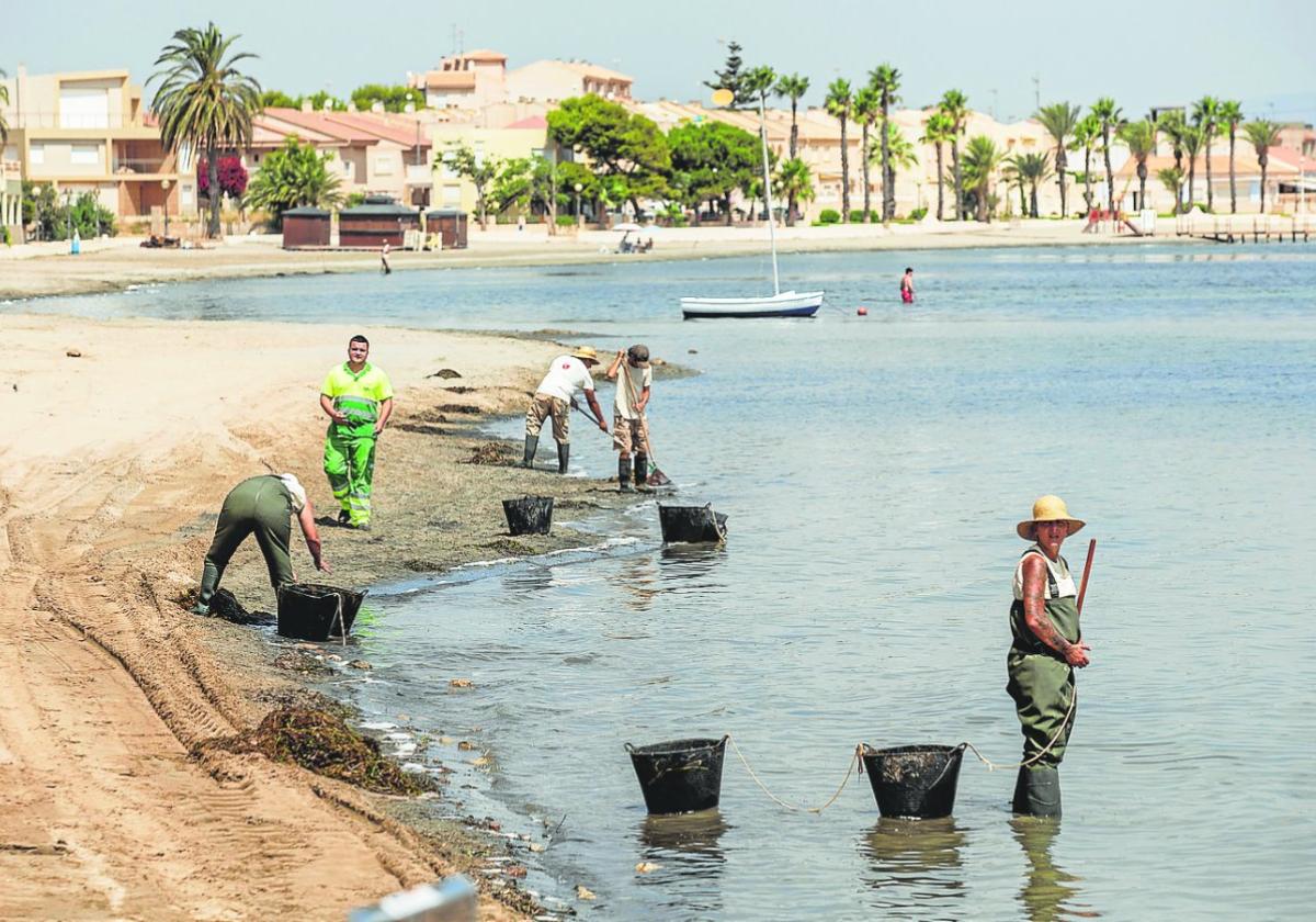 El Consejo Jurídico afea la gestión de un contrato para retirar ova del Mar Menor