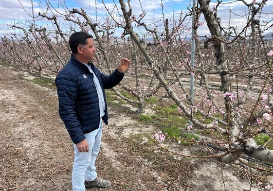 El presidente de la IGP Melocotón de Cieza, Manuel Ruiz, en su finca de melocotoneros.