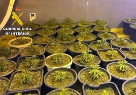 Las plantas de marihuana incautadas por la Guardia Civil.