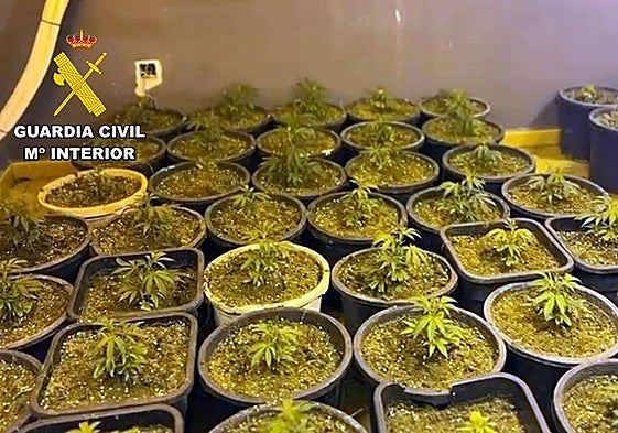 Las plantas de marihuana incautadas por la Guardia Civil.
