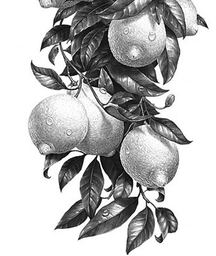 Imagen secundaria 2 - Izquierda: El autor de 'Arde Murcia', José Manuel Sala. Derecha: Ilustración interior de unos limones sudorosos.