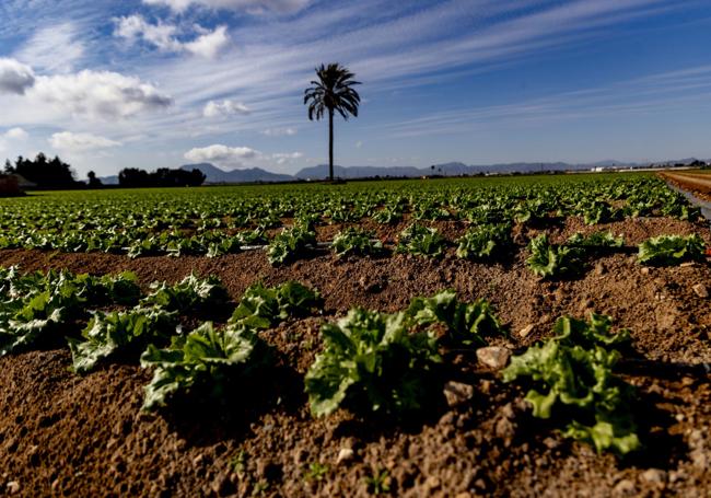 Campo de lechugas plantadas en La Aparecida.