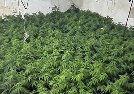 Las plantas de marihuana incautadas, en una de las casas de Totana.