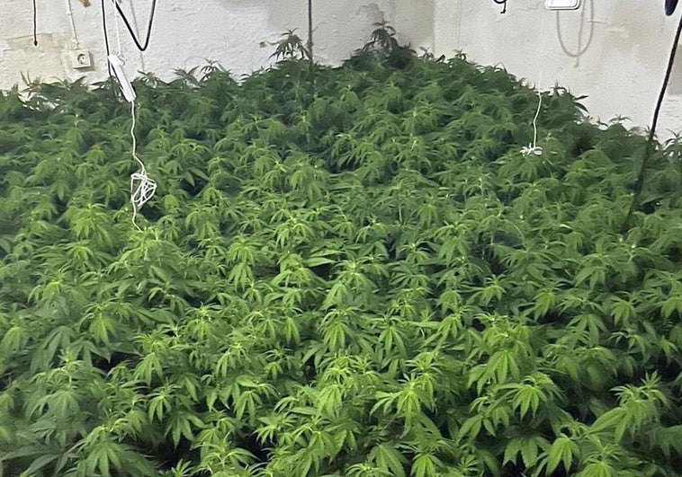 Las plantas de marihuana incautadas, en una de las casas de Totana.