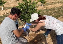 Rafael Clemente y Paula Bernal, investigadores del Cebas-CSIC, instalando una rizo-sonda en una de las parcelas estudiadas en el Proyecto Nitro-Control.