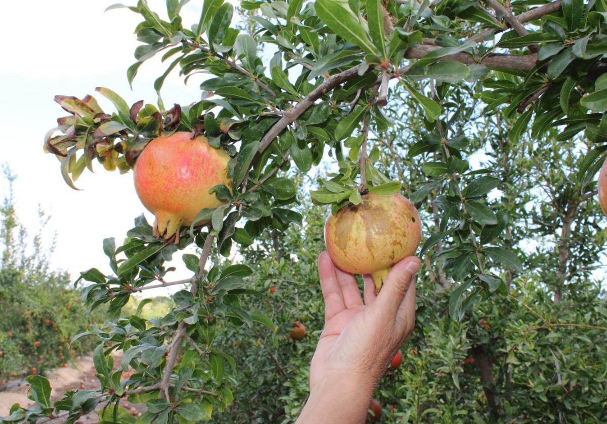 Esta plaga afecta al aspecto exterior de frutas y hortalizas.