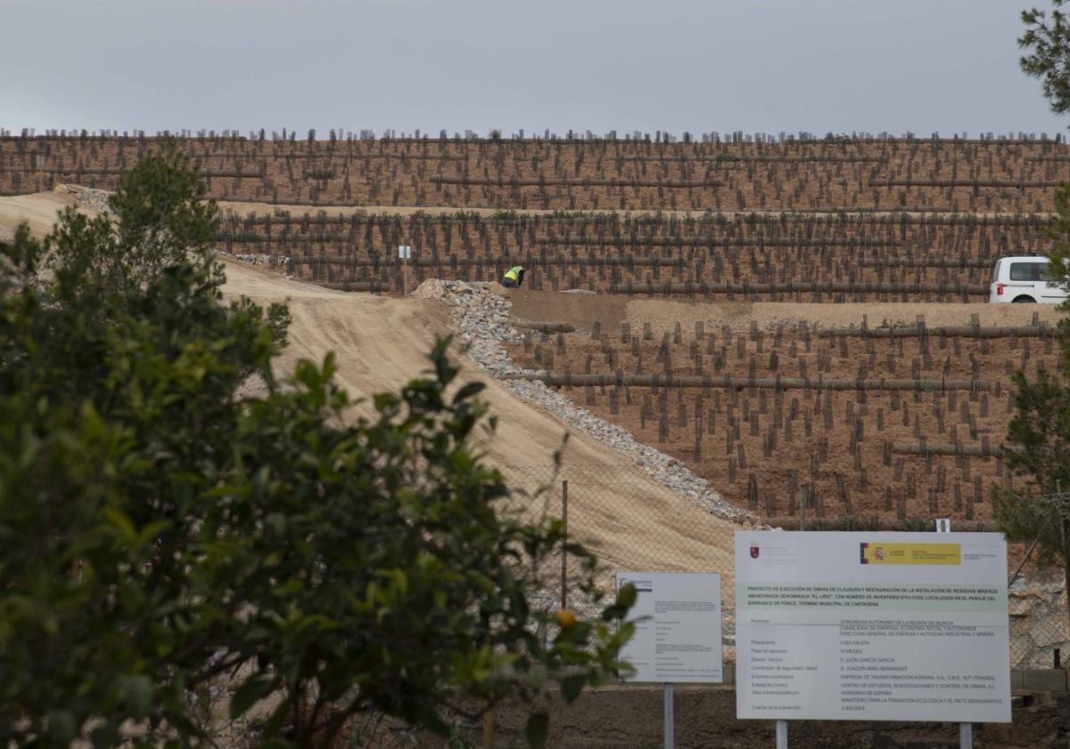 Terrenos de El Lirio recién revegetados, en Los Belones, en una fotografía tomada ayer.