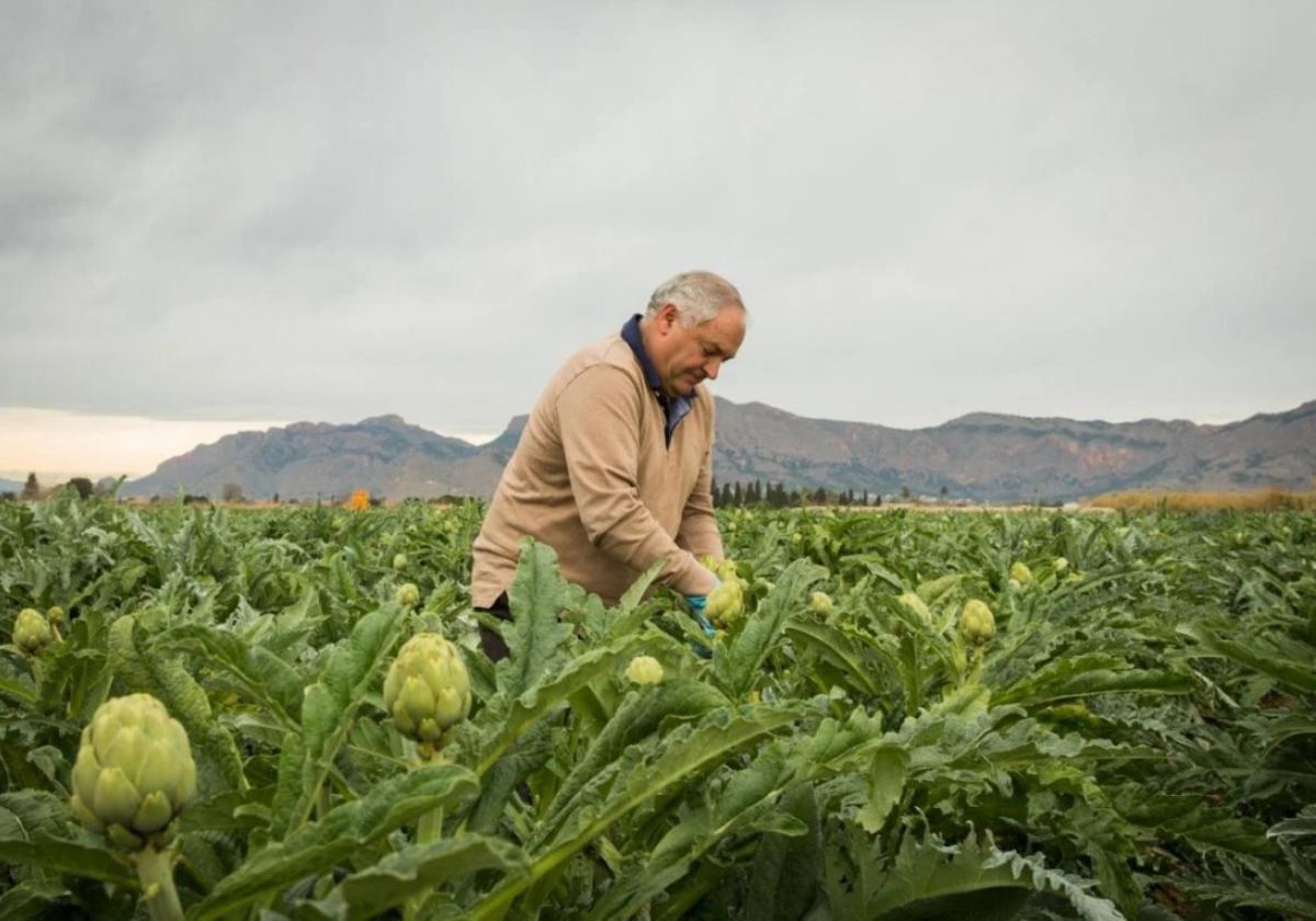 Para producir una alcachofase precisan varios kilos deplanta que pueden seraprovechados en otrosusos.