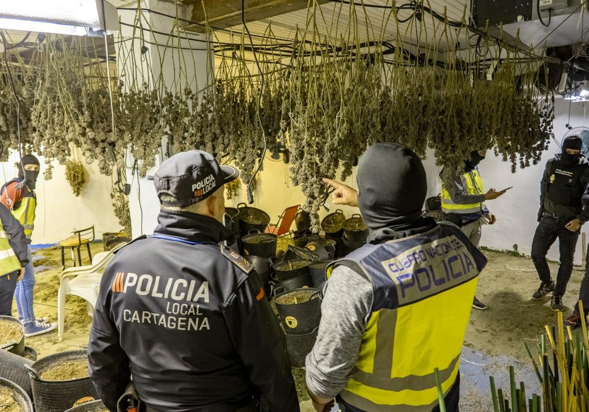 Agentes durante el desmantelamiento de seis plantaciones de marihuana.