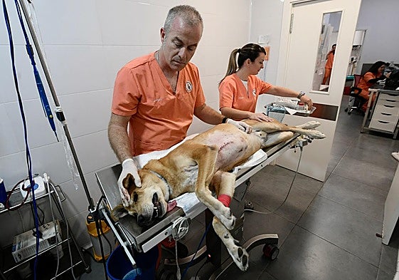 El veterinario Javier Santano y la auxiliar Marta Manzanares, tras operar a un perro en la clínica Murcia Norte.