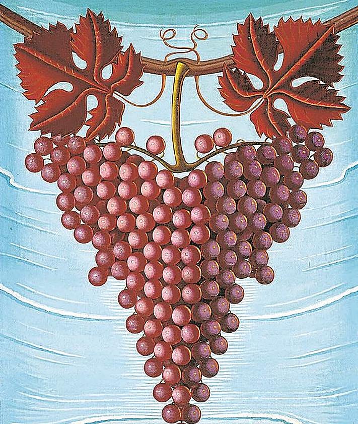 Imagen secundaria 2 - 'El mago Pim pam pum' (1926), inspirado en Valle Inclán, 'Naturaleza viva XII' (1943) y 'El racimo de uvas' (1944)