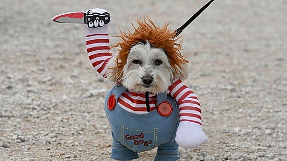 El Carnaval de mascotas de Cabezo de Torres, en imágenes