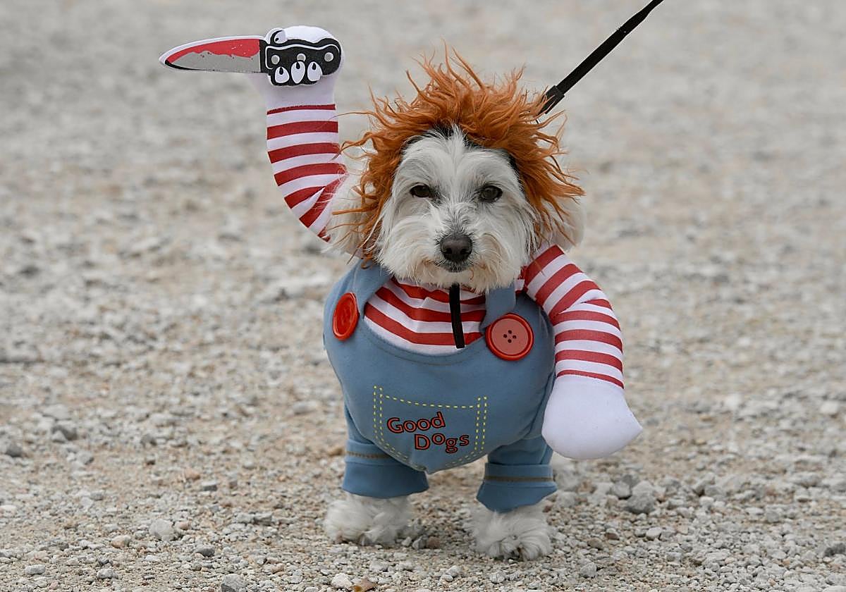 El Carnaval de mascotas de Cabezo de Torres, en imágenes