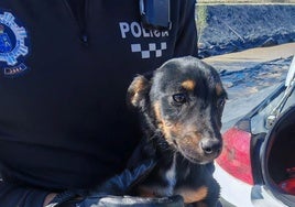 El perro rescatado por los agentes.