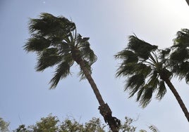 Palmeras sacudidas por fuertes rachas de viento, en Murcia, en una imagen de archivo.