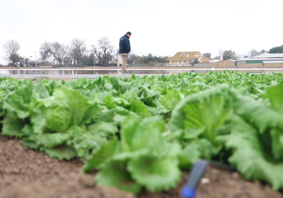 Un agricultor revisa el estado de varias producciones de lechuga tras las lluvias de los últimos días en Lorca.