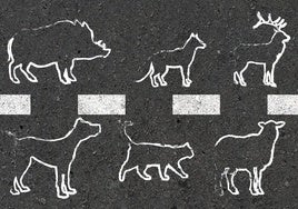 La irrupción de animales en la carretera causa medio millar de accidentes en un año en la Región de Murcia