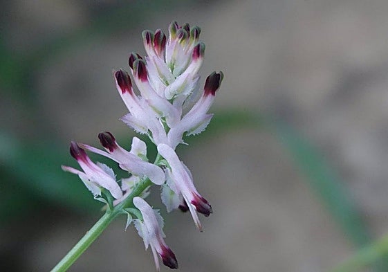 Ejemplar de la planta hallada en Cabo Cope.