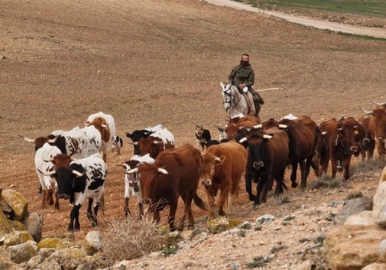 Un pastor guía a las vacas en la edición del año pasado.