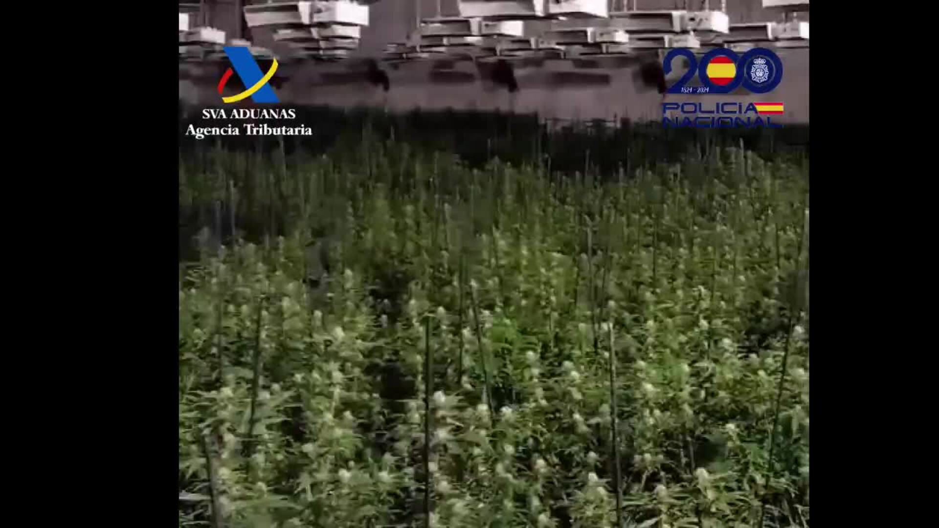 Dos detenidos en San Pedro del Pinatar como responsables de un cultivo de 1.300 plantas de marihuana