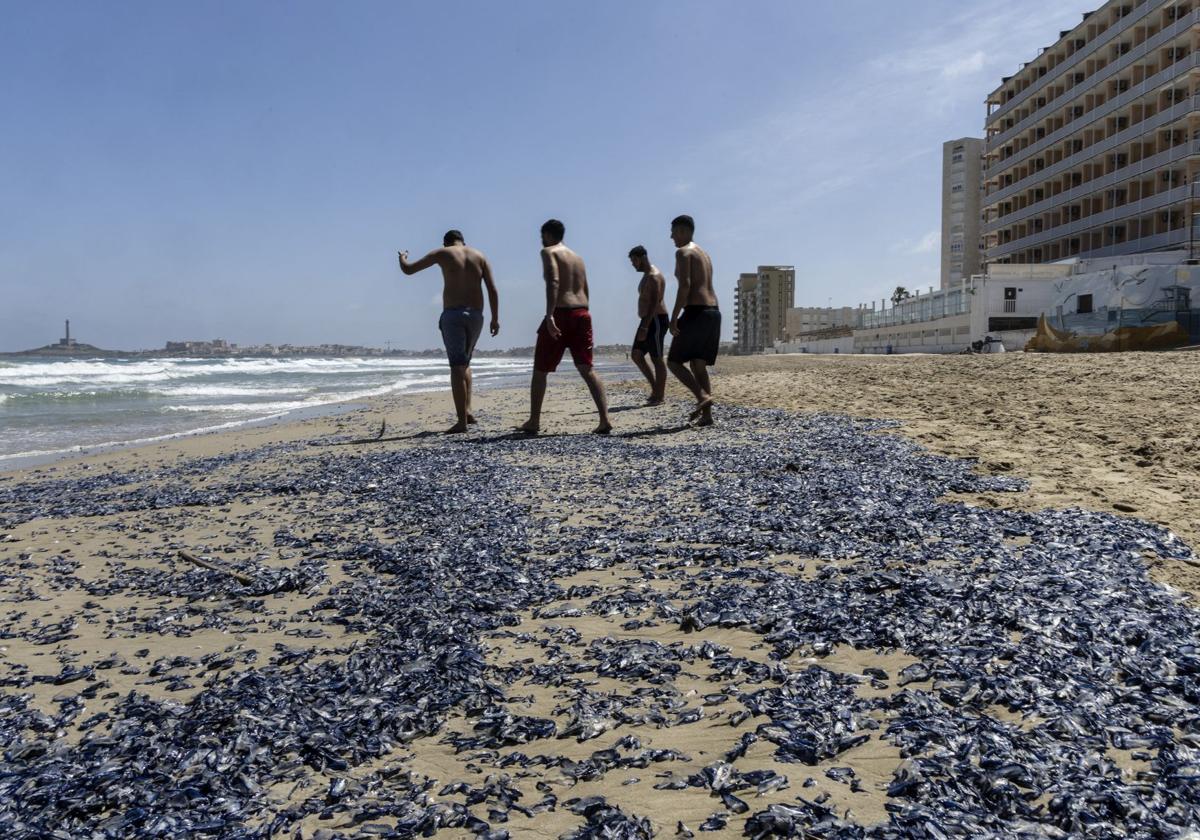 Restos de medusas en las playas de La Manga.