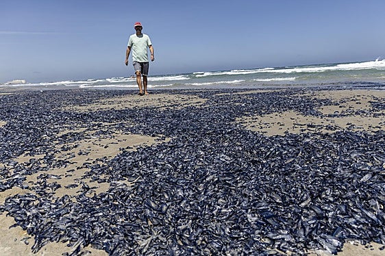 Las 'medusas velero' llegan a las playas de La Manga