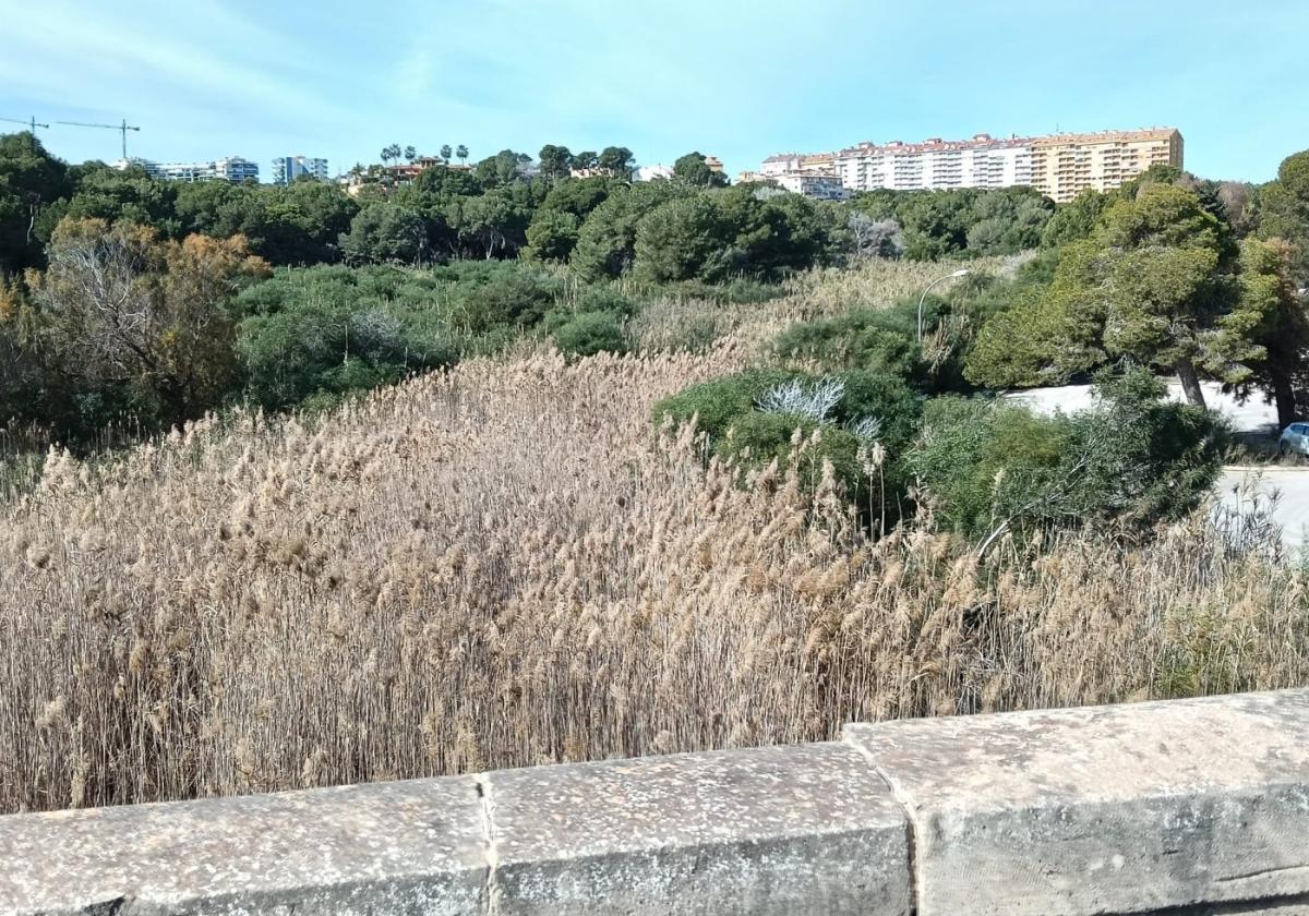Una de las ramblas en Campoamor que piden que limpien.