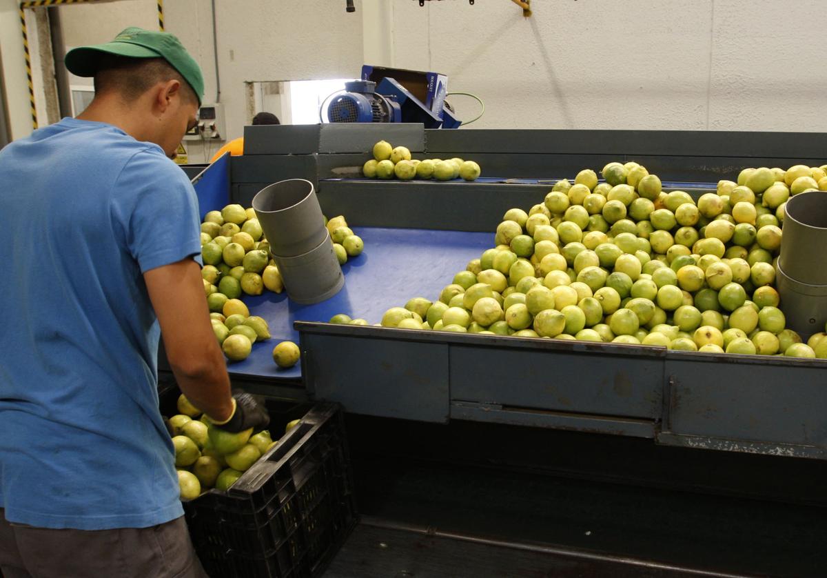 La librillana Toñifruit crece en fruta de hueso ecológica tras cerrar un acuerdo con Bio-Lobrot