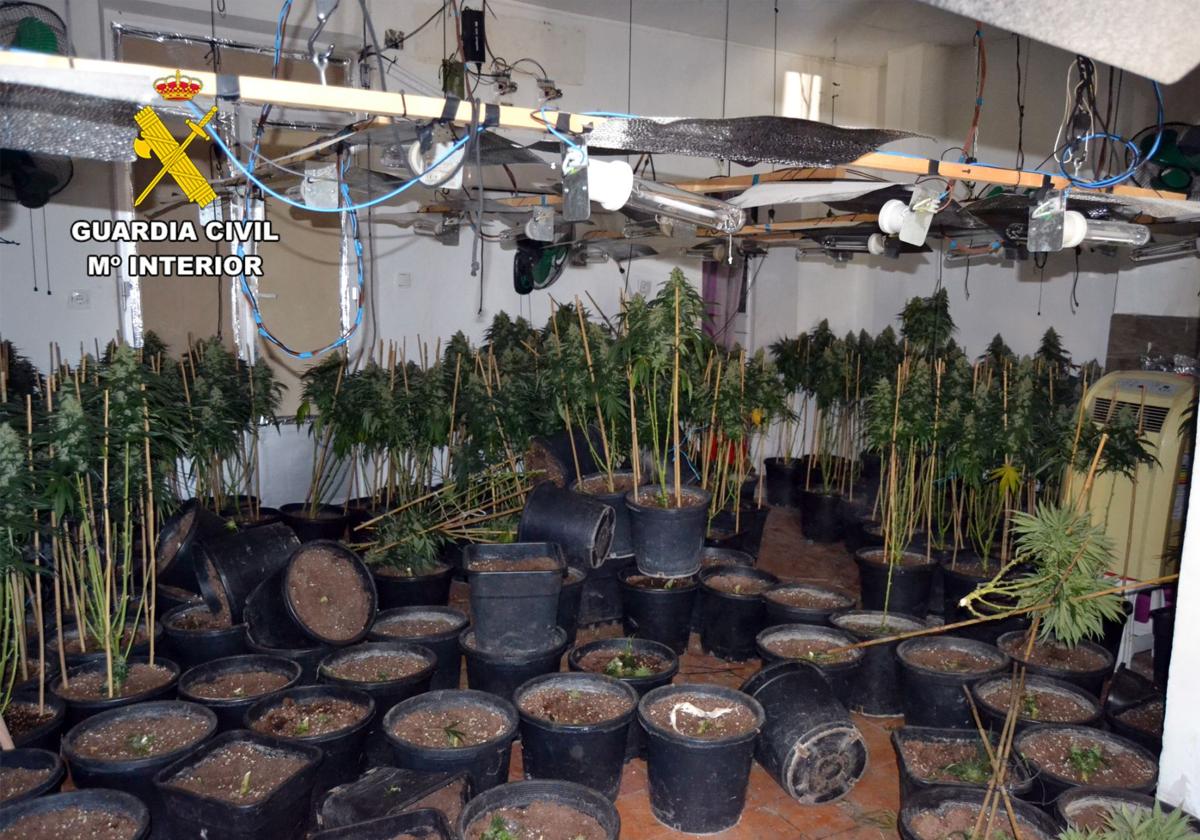 Desmantelan una vivienda de Cieza dedicada al cultivo de marihuana y detienen a sus dos responsables