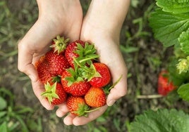 El secreto de una abuela para que las fresas estén más dulces sin azúcar: tardarás unos segundos.