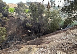 Árboles y arbustos quemados por el fuego originado en Los Ramos.
