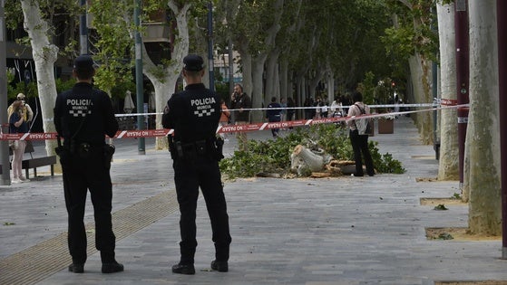 Imagen de la rama desplomada en el paseo Alfonso X de Murcia este miércoles.