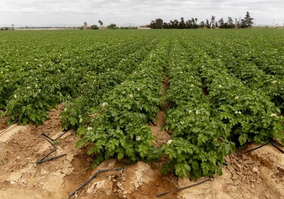 Plantación de patatas entre La Puebla y La Aparecida.