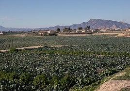 Cultivos de regadío en la pedanía lorquina de Tercia.